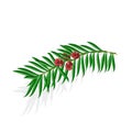 Yew sprigs with red berries vector illustration