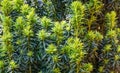 Yew Taxus Baccata Fastigiata Aurea English Yew, European Yew New Bright Green With Yellow Stripes Foliage In Spring Garden