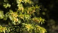 Yew (Taxus baccata) male flowers