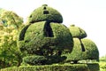 Yew topiary Royalty Free Stock Photo