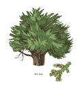 Yew tree and branch hand drawn vector