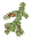 Yew tree branch hand drawn vector