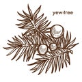 Yew-tree branch of tree with berries, monochrome sketch outline