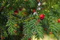 Yew Tree close up Royalty Free Stock Photo