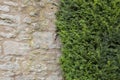 Yew tree growing against a stone wall Royalty Free Stock Photo