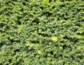 Yew tree hedge Royalty Free Stock Photo