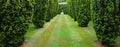 Yew tree lined grass path and arch cut through hedge Royalty Free Stock Photo