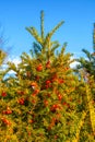 Yew tree with red fruits. Taxus baccata. Royalty Free Stock Photo