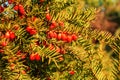 Yew tree with red fruits. Taxus baccata. Royalty Free Stock Photo
