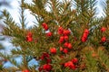 Yew tree with red fruits. Taxus baccata. Royalty Free Stock Photo