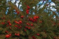 Yew tree with red fruits. Taxus baccata. Royalty Free Stock Photo