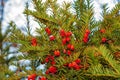 Yew tree with red fruits. Taxus baccata. Royalty Free Stock Photo