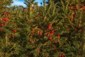 Yew tree with red fruits. Taxus baccata. Royalty Free Stock Photo