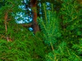 Yew tree with red fruits. Taxus baccata Fastigiata. Branch with mature berries. Red berries growing on evergreen yew tree branches Royalty Free Stock Photo