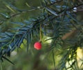 A yew-tree Taxus baccata