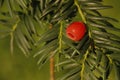 Yew tree, Taxus baccata