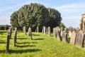 Yew Tree in Graveyard