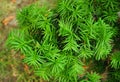 Yew tree. Taxus baccata. Royalty Free Stock Photo