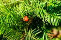 Yew tree taxus baccata with the ripe berries at summer