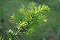 Yew tree (Taxus cuspidata).