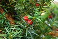 Yew tree Taxus cuspidata Branches with Red Berries