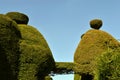 Yew tree topiary Royalty Free Stock Photo