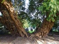 Yew tree, 4000 years old, framing church gravestones. Royalty Free Stock Photo