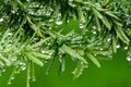 Twig of yew with water drops after rain.