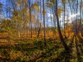 Autumn or fall country road in the forest with sunflare or sunrays