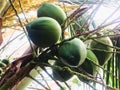 Coconut that waits for a day to grow into a big child To be ready to be a new tree next day Royalty Free Stock Photo