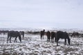 Yilki horses in Kayseri Turkey are wild horses with no owners. Royalty Free Stock Photo