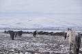 Yilki horses in Kayseri Turkey are wild horses with no owners.