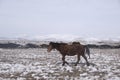 Yilki horses in Kayseri Turkey are wild horses with no owners. Royalty Free Stock Photo