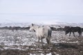 Yilki horses in Kayseri Turkey are wild horses with no owners. Royalty Free Stock Photo