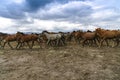 Yilki horses on mountain