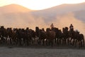 Yilki Horses Running in Field, Kayseri, Turkey