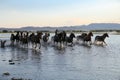 Yilki Horses Running in Water, Kayseri, Turkey