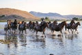 Yilki Horses Running in Water, Kayseri, Turkey