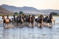 Yilki Horses Running in Water, Kayseri, Turkey