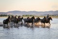 Yilki Horses Running in Water, Kayseri, Turkey