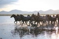 Yilki Horses Running in Water, Kayseri, Turkey