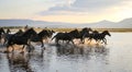 Yilki Horses Running in Water, Kayseri, Turkey