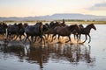 Yilki Horses Running in Water, Kayseri, Turkey