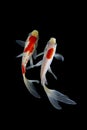 Koi fish japanese Black background