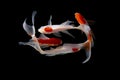 Koi fish japanese Black background