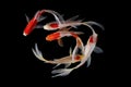 Koi fish japanese Black background