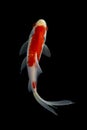 Koi fish japanese Black background