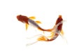 Koi fish japanese White background