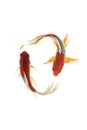 Koi fish japanese White background