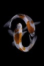 Two koi fish doitsu with a black background